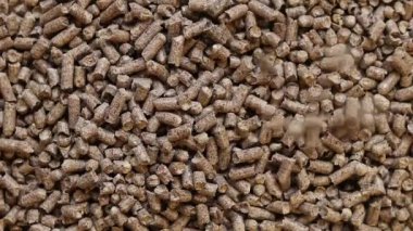 Kedi tuvaleti için ahşap dolgu maddesi, üst manzara. Evcil hayvanlar için hijyenik doldurucu bir yığın içine dökülür. Baskılı ahşap, büyük granüller. Peletler. Tahta granül yığını. Köpekler, kediler, evcil kemirgenler için doldurucu. Doku