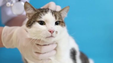 Veterinerde kedinin ağızlığının incelenmesi. Bir evcil hayvanın kürkünün kalitesinin tıbbi muayenesi. Eldivenli bir veterinerin elleri ve mavi arka planda bir kedinin. Bir evcil hayvanın rutin muayenesi