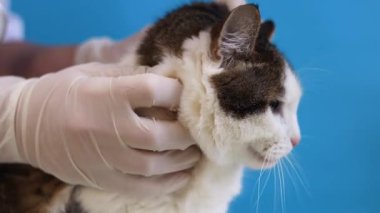 Veterinerde kedinin ağızlığının incelenmesi. Bir evcil hayvanın kürkünün kalitesinin tıbbi muayenesi. Eldivenli bir veterinerin elleri ve mavi arka planda bir kedinin. Bir evcil hayvanın rutin muayenesi