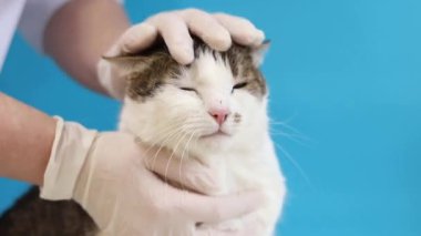 Veterinerde kedinin ağızlığının incelenmesi. Bir evcil hayvanın kürkünün kalitesinin tıbbi muayenesi. Eldivenli bir veterinerin elleri ve mavi arka planda bir kedinin. Bir evcil hayvanın rutin muayenesi