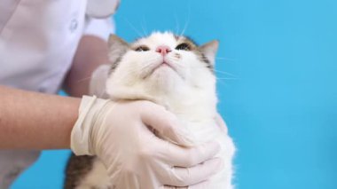 Veterinerde kedinin ağızlığının incelenmesi. Bir evcil hayvanın kürkünün kalitesinin tıbbi muayenesi. Eldivenli bir veterinerin elleri ve mavi arka planda bir kedinin. Bir evcil hayvanın rutin muayenesi