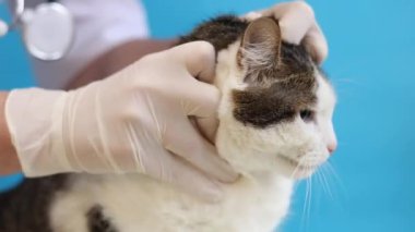 Veterinerde kedinin ağızlığının incelenmesi. Bir evcil hayvanın kürkünün kalitesinin tıbbi muayenesi. Eldivenli bir veterinerin elleri ve mavi arka planda bir kedinin. Bir evcil hayvanın rutin muayenesi