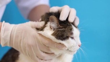 Veterinerde kedinin ağızlığının incelenmesi. Bir evcil hayvanın kürkünün kalitesinin tıbbi muayenesi. Eldivenli bir veterinerin elleri ve mavi arka planda bir kedinin. Bir evcil hayvanın rutin muayenesi