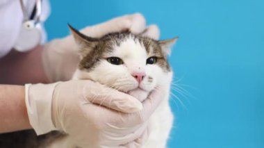 Veterinerde kedinin ağızlığının incelenmesi. Bir evcil hayvanın kürkünün kalitesinin tıbbi muayenesi. Eldivenli bir veterinerin elleri ve mavi arka planda bir kedinin. Bir evcil hayvanın rutin muayenesi
