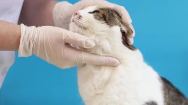 Veterinerde kedinin ağızlığının incelenmesi. Bir evcil hayvanın kürkünün kalitesinin tıbbi muayenesi. Eldivenli bir veterinerin elleri ve mavi arka planda bir kedinin. Bir evcil hayvanın rutin muayenesi