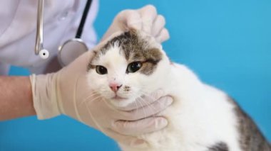 Veterinerde kedinin ağızlığının incelenmesi. Bir evcil hayvanın kürkünün kalitesinin tıbbi muayenesi. Eldivenli bir veterinerin elleri ve mavi arka planda bir kedinin. Bir evcil hayvanın rutin muayenesi