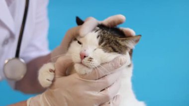 Veterinerde kedinin ağızlığının incelenmesi. Bir evcil hayvanın kürkünün kalitesinin tıbbi muayenesi. Eldivenli bir veterinerin elleri ve mavi arka planda bir kedinin. Bir evcil hayvanın rutin muayenesi