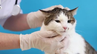 Veterinerde kedinin ağızlığının incelenmesi. Bir evcil hayvanın kürkünün kalitesinin tıbbi muayenesi. Eldivenli bir veterinerin elleri ve mavi arka planda bir kedinin. Bir evcil hayvanın rutin muayenesi