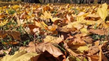 Yapraklı sonbahar manzarası. Yere düşen sarı yapraklar. Parkta sonbahar. Düşen akçaağaç yapraklarının yakın çekimi hafif bir esintide hareket ediyor