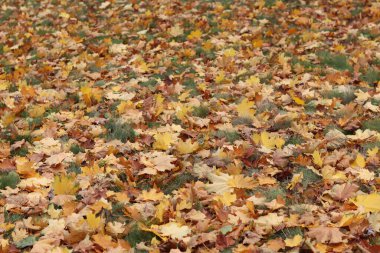 Parktaki çimlerin üzerine düşen sonbahar yaprakları. Sarı yapraklar yere düştü. Sonbahar arkaplanı, seçici odaklanma. Düşen sonbahar yaprakları parktaki çimlerin üzerini kaplar.