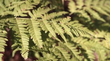 Ormanda eğreltiotu, yakından yapraklar. Doğal arka plan. Yazın yeşil eğrelti otu yaprakları. Videonun sessiz tonları. Hasarlı eğreltiotu yaprakları