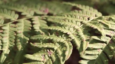 Ormanda eğreltiotu, yakından yapraklar. Doğal arka plan. Yazın yeşil eğrelti otu yaprakları. Videonun sessiz tonları. Hasarlı eğreltiotu yaprakları