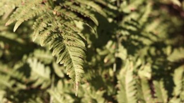 Ormanda eğreltiotu, yakından yapraklar. Doğal arka plan. Yazın yeşil eğrelti otu yaprakları. Videonun sessiz tonları. Hasarlı eğreltiotu yaprakları