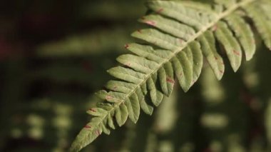 Ormanda eğreltiotu, yakından yapraklar. Doğal arka plan. Yazın yeşil eğrelti otu yaprakları. Videonun sessiz tonları. Hasarlı eğreltiotu yaprakları