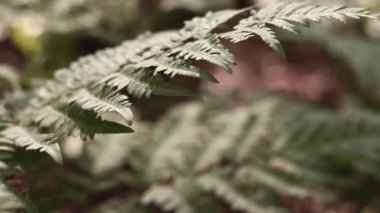 Ormanda eğreltiotu, yakından yapraklar. Doğal arka plan. Yazın yeşil eğrelti otu yaprakları. Videonun sessiz tonları. Hasarlı eğreltiotu yaprakları