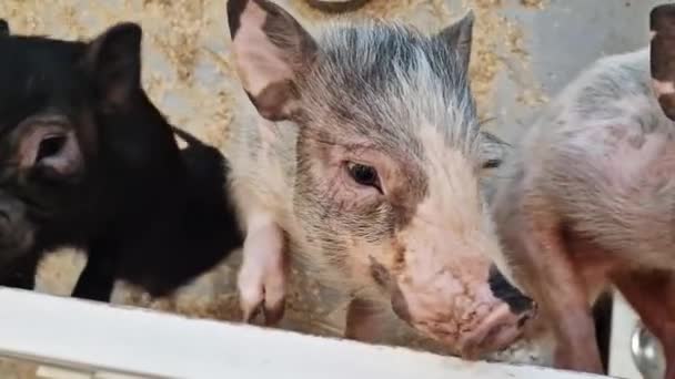 Kiev Ucrania Mayo 2024 Lindos Cerditos Zoológico Mascotas Tres Cerditos — Vídeo de stock