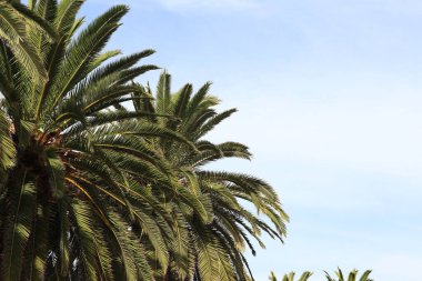 Gökyüzüne karşı yeşil palmiye yaprakları, aşağıdan yukarıya doğru görüş. Doğa geçmişi. Palmiye yaprakları arkaplan, duvar kağıdı