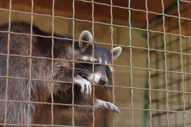 Kafesteki rakun. Esaret altındaki hayvanların hayatı. Hayvanat bahçesindeki rakun, parmaklıklar arkasındaki hayvan, yakın plan. Esaret altındaki ızgaranın arkasındaki üzgün rakun. Zavallı hayvan refahı