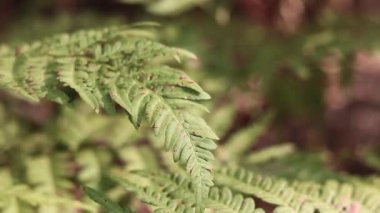 Ormanda eğreltiotu, yakından yapraklar. Doğal arka plan. Yazın yeşil eğrelti otu yaprakları. Videonun sessiz tonları. Hasarlı eğreltiotu yaprakları