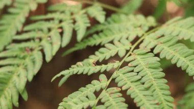 Ormanda eğreltiotu, yakından yapraklar. Doğal arka plan. Yazın yeşil eğrelti otu yaprakları. Videonun sessiz tonları. Hasarlı eğreltiotu yaprakları