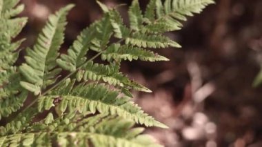 Ormanda eğreltiotu, yakından yapraklar. Doğal arka plan. Yazın yeşil eğrelti otu yaprakları. Videonun sessiz tonları. Hasarlı eğreltiotu yaprakları