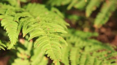 Ormanda eğreltiotu, yakından yapraklar. Doğal arka plan. Yazın yeşil eğrelti otu yaprakları. Videonun sessiz tonları. Hasarlı eğreltiotu yaprakları