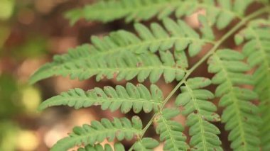 Ormanda eğreltiotu, yakından yapraklar. Doğal arka plan. Yazın yeşil eğrelti otu yaprakları. Videonun sessiz tonları. Hasarlı eğreltiotu yaprakları