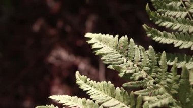 Ormanda eğreltiotu, yakından yapraklar. Doğal arka plan. Yazın yeşil eğrelti otu yaprakları. Videonun sessiz tonları. Hasarlı eğreltiotu yaprakları