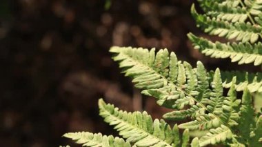 Ormanda eğreltiotu, yakından yapraklar. Doğal arka plan. Yazın yeşil eğrelti otu yaprakları. Videonun sessiz tonları. Hasarlı eğreltiotu yaprakları