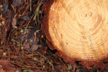 Küçük ağaç kütüğü, üst manzara. Ağaç kesme konsepti. Yakın zamanda kesilmiş bir çam ağacının kökü. Yıllık halkaları ve talaşı olan kütüğün üst görüntüsü. Genç kozalaklı bir ağacın parçası. Çam
