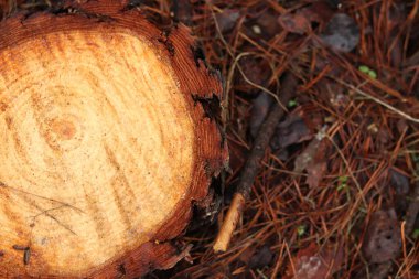 Küçük ağaç kütüğü, üst manzara. Ağaç kesme konsepti. Yakın zamanda kesilmiş bir çam ağacının kökü. Yıllık halkaları ve talaşı olan kütüğün üst görüntüsü. Genç kozalaklı bir ağacın parçası. Çam