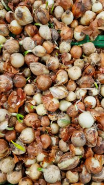 Süpermarkette satılık soğan. Seçici odaklı soğanlar. Sebzeler. Mağazanın sebze bölümünde bir yığın soğan var.