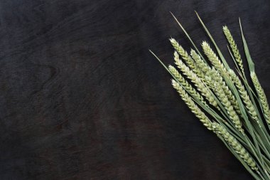 Koyu ahşap arka planda buğday kulakları, üst manzara. Koyu kahverengi ahşap arka plan ve olgunlaşmış buğday kulakları. Hasat konsepti. Uzayı kopyala Metin için boş alan. Gevrekler