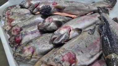 Dondurulmuş alabalık buz parçalarında yatar. Taze balık buzun üzerinde yatıyor, yakın plan. Dükkandaki soğutulmuş bir raftaki balıklar. Süpermarket. Soğuk alabalık.