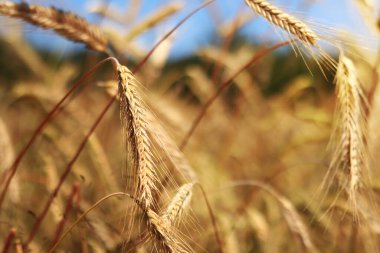 Çavdar tarlası, tarım. Tahıl hasadı. Güneşli bir günde, tarladaki sarı buğday kulakları. Tarım alanının güzel manzarası, tahıl kulakları. Tarım sektörü konsepti. Tahıl hasadı