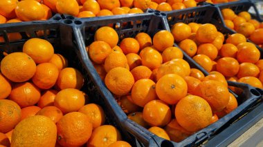 Süpermarkette mandalina satmak. Plastik kutularda turunçgil meyveleri, yakın plan. Markette olgun mandalinalar. Olgun, sulu, parlak mandalinalar. Pazarda satılık turunçgil meyvesi yığını.