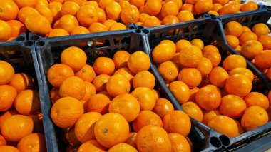 Süpermarkette mandalina satmak. Plastik kutularda turunçgil meyveleri, yakın plan. Markette olgun mandalinalar. Olgun, sulu, parlak mandalinalar. Pazarda satılık turunçgil meyvesi yığını.