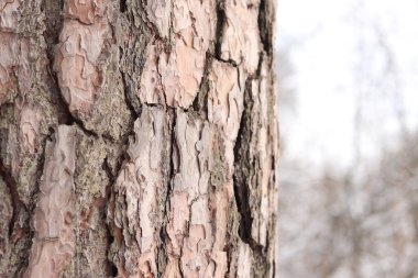 Çam ağacı, yakın plan kabuk. Kışın ormanda çam ağacı kabuğunun yakın çekimi. Doğal bir arkaplan için bir ağacın fotoğrafı. Ayrıntılar. Bulanık kış geçmişi olan çam ağacının gövdesine odaklan. Kar yağışıName