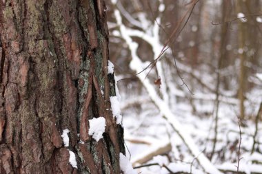 Çam ağacı, yakın plan kabuk. Kışın ormanda çam ağacı kabuğunun yakın çekimi. Doğal bir arkaplan için bir ağacın fotoğrafı. Ayrıntılar. Bulanık kış geçmişi olan çam ağacının gövdesine odaklan. Kar yağışıName