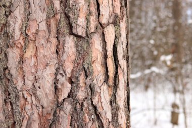 Çam ağacı, yakın plan kabuk. Kışın ormanda çam ağacı kabuğunun yakın çekimi. Doğal bir arkaplan için bir ağacın fotoğrafı. Ayrıntılar. Bulanık kış geçmişi olan çam ağacının gövdesine odaklan. Kar yağışıName
