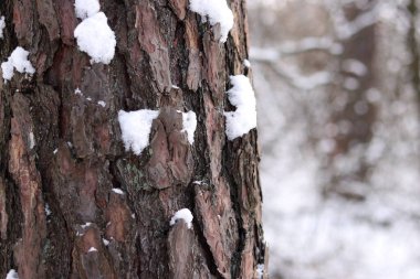 Çam ağacı, yakın plan kabuk. Kışın ormanda çam ağacı kabuğunun yakın çekimi. Doğal bir arkaplan için bir ağacın fotoğrafı. Ayrıntılar. Bulanık kış geçmişi olan çam ağacının gövdesine odaklan. Kar yağışıName