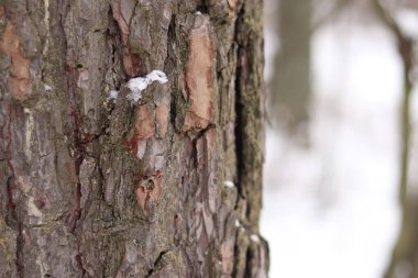 Çam ağacı, yakın plan kabuk. Kışın ormanda çam ağacı kabuğunun yakın çekimi. Doğal bir arkaplan için bir ağacın fotoğrafı. Ayrıntılar. Bulanık kış geçmişi olan çam ağacının gövdesine odaklan. Kar yağışıName