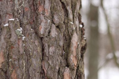 Çam ağacı, yakın plan kabuk. Kışın ormanda çam ağacı kabuğunun yakın çekimi. Doğal bir arkaplan için bir ağacın fotoğrafı. Ayrıntılar. Bulanık kış geçmişi olan çam ağacının gövdesine odaklan. Kar yağışıName