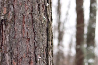 Çam ağacı, yakın plan kabuk. Kışın ormanda çam ağacı kabuğunun yakın çekimi. Doğal bir arkaplan için bir ağacın fotoğrafı. Ayrıntılar. Bulanık kış geçmişi olan çam ağacının gövdesine odaklan. Kar yağışıName