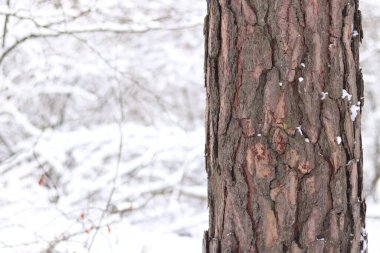 Çam ağacı, yakın plan kabuk. Kışın ormanda çam ağacı kabuğunun yakın çekimi. Doğal bir arkaplan için bir ağacın fotoğrafı. Ayrıntılar. Bulanık kış geçmişi olan çam ağacının gövdesine odaklan. Kar yağışıName
