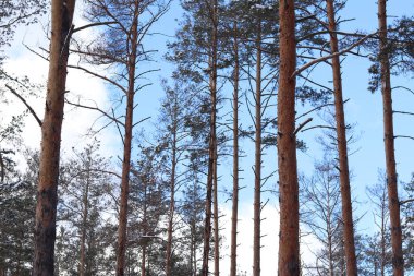 Kışın ormanda ağaç gövdeleri, çam ormanları. Doğal arka plan için ağaçların fotoğrafı. Çam sandıkları mavi gökyüzüne karşı. Doğal arkaplan