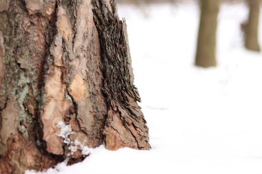 Çam ağacı, yakın plan kabuk. Kışın ormanda çam ağacının gövdesine yakın çekim, yer seviyesinden fotoğraf. Doğal arka plan için ağaç. Ayrıntılar. Bulanık kış geçmişi olan çam ağacı gövdesine odaklan. Kar yağışıName