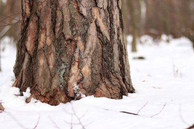 Çam ağacı, yakın plan kabuk. Kışın ormanda çam ağacının gövdesine yakın çekim, yer seviyesinden fotoğraf. Doğal arka plan için ağaç. Ayrıntılar. Bulanık kış geçmişi olan çam ağacı gövdesine odaklan. Kar yağışıName