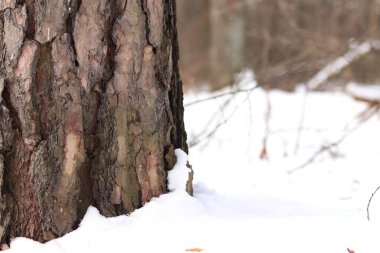Çam ağacı, yakın plan kabuk. Kışın ormanda çam ağacının gövdesine yakın çekim, yer seviyesinden fotoğraf. Doğal arka plan için ağaç. Ayrıntılar. Bulanık kış geçmişi olan çam ağacı gövdesine odaklan. Kar yağışıName