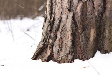 Çam ağacı, yakın plan kabuk. Kışın ormanda çam ağacının gövdesine yakın çekim, yer seviyesinden fotoğraf. Doğal arka plan için ağaç. Ayrıntılar. Bulanık kış geçmişi olan çam ağacı gövdesine odaklan. Kar yağışıName